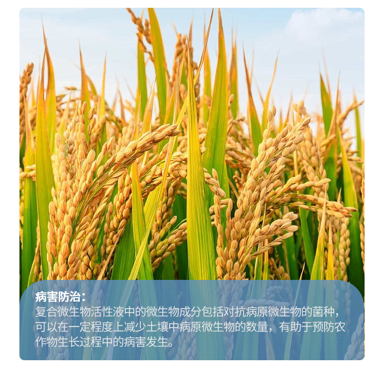 复合微生物活性液（拌种专用）_06.jpg